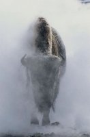 Steamed Bison