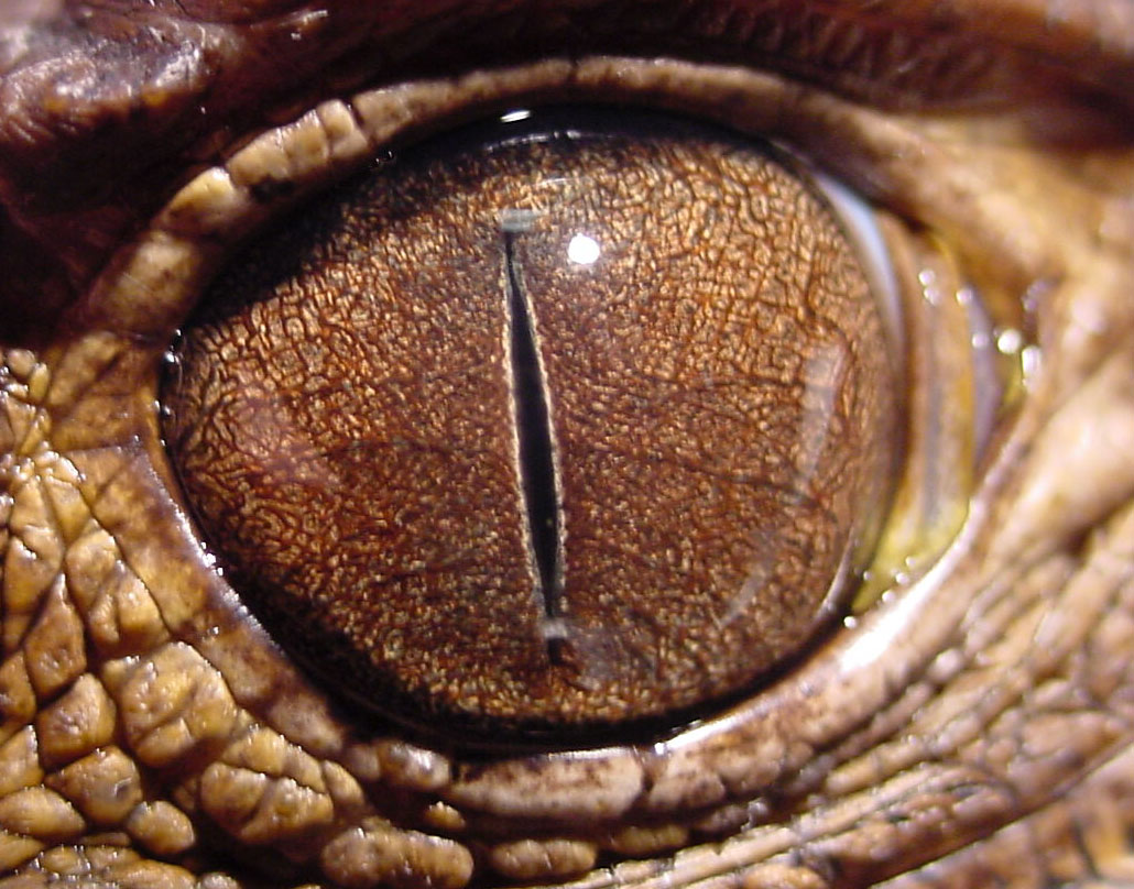 crocodileeye